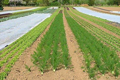 Vliesdoek 17 gram | Gewasbescherming | Gevouwen